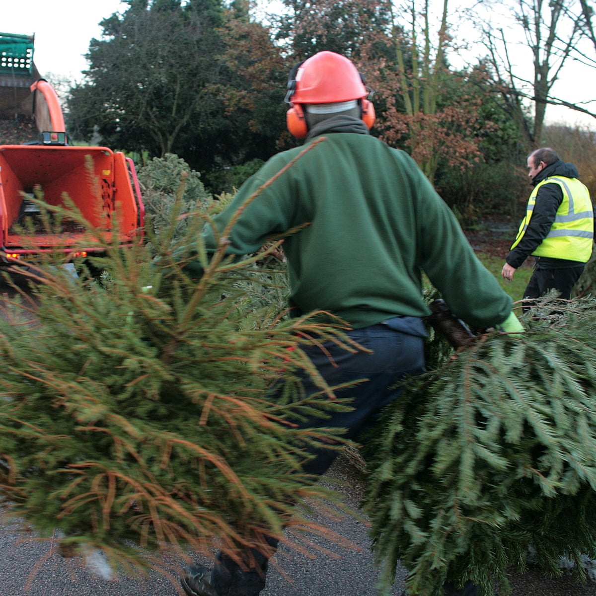 Are Real Or Fake Christmas Trees Better For The Planet Christmas The Guardian Cheap Fake Christmas Trees Near Me
