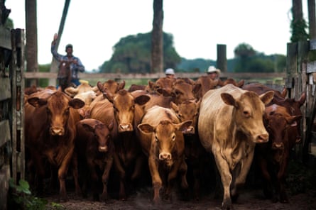 Os trabalhadores do rancho reúnem um rebanho de gado.