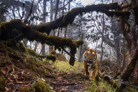 A tiger stares out from its lush forest habitat, traversing one of a series of dedicated wildlife corridors between the National Parks of Bhutan.