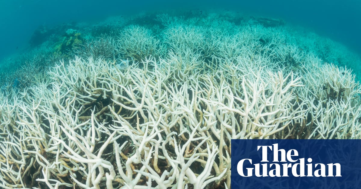 '대면하다': 그레이트 배리어 리프(Great Barrier Reef)는 2C 가열에서 빈번한 극단적인 산호 백화 현상에 직면해 있습니다., 연구 결과