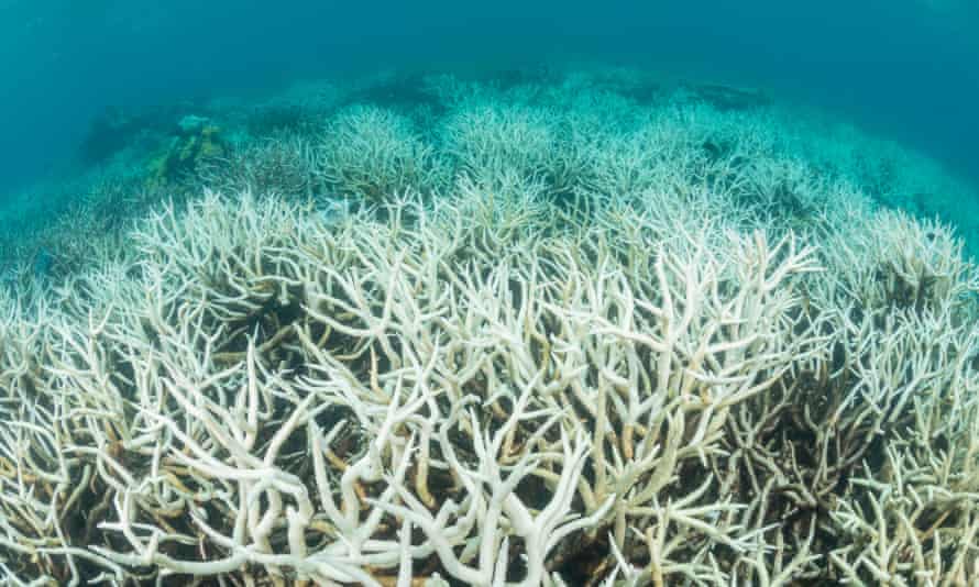 Cooling La Niña may not save Great Barrier Reef from mass coral bleaching, experts warn Great Cooling La Niña may not save Great Barrier Reef from mass coral bleaching, experts warn Great