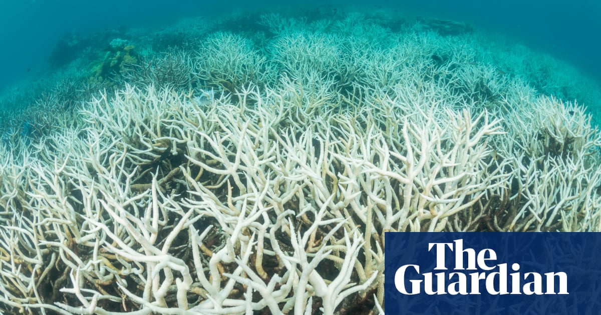 Climate crisis may have pushed world's tropical coral reefs to tipping point of 'near-annual' bleaching - The Guardian