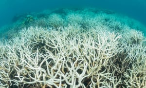 Coral bleaching on the Great Barrier Reef in Australia.