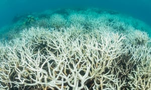Coral bleaching on the Great Barrier Reef in Australia. 