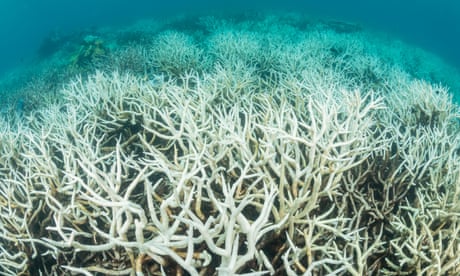 Coral bleaching in the northern Great Barrier Reef, Queensland, Australia March 2017.<br>2AADK25 Coral bleaching in the northern Great Barrier Reef, Queensland, Australia March 2017.