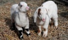 New York parks using goats as chemical-free weed control alternative