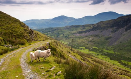 Sheep are a permanent presence when hiking in Snowdonia.