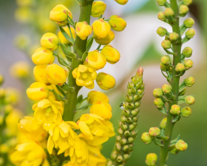 Plantwatch: A flower’s male parts carry all sorts of surprises for pollinators