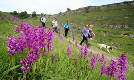 Walkers pass by wild orchids on a pretty route through Cressbrook Dale, Peak District