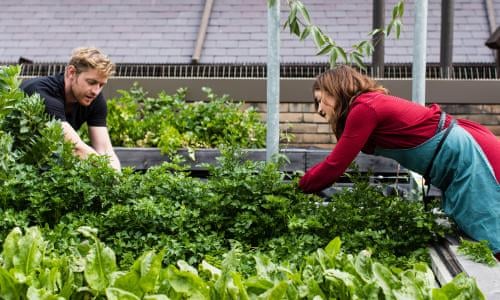 Beyond The Backyard Urban Farming Helps City Folk Get Back To
