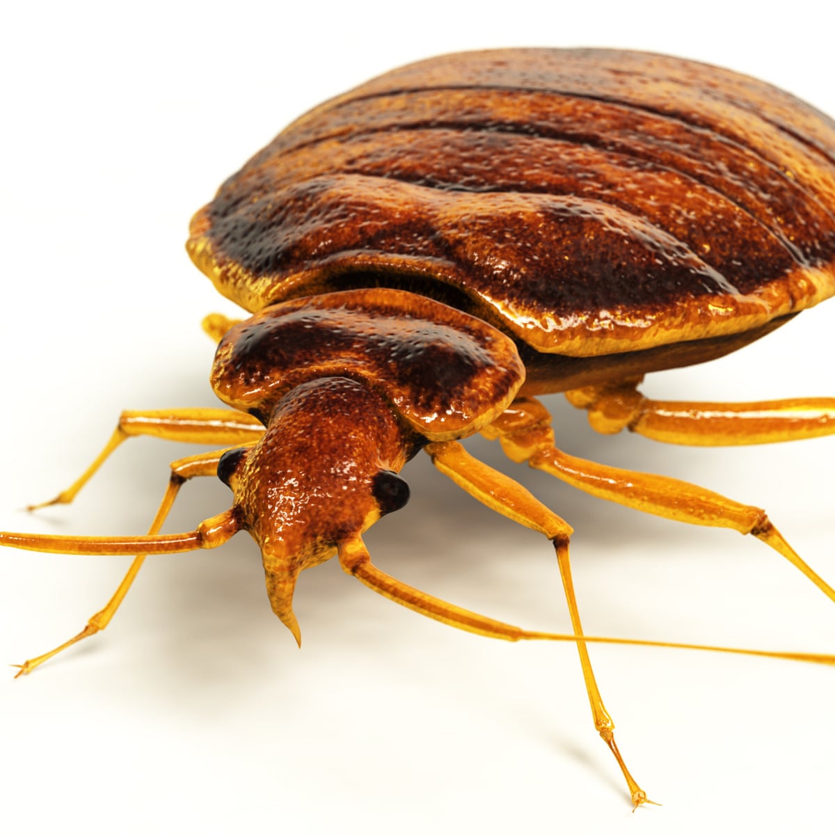 Chainsaws Fire And Paranoia My Total Bedbug Meltdown Life And Style The Guardian
