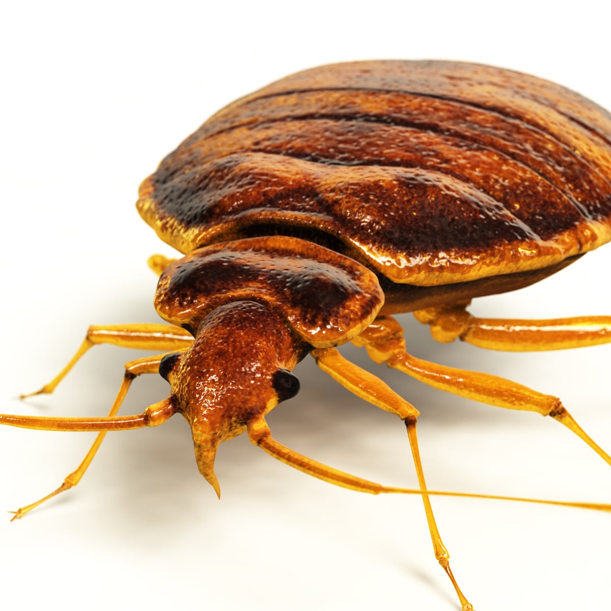 Bedbugs Plague Hits British Cities Uk News The Guardian Bedbugs Plague Hits British Cities Uk News The Guardian