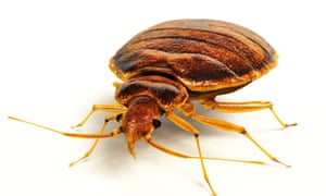 Bedbugs Plague Hits British Cities Uk News The Guardian
