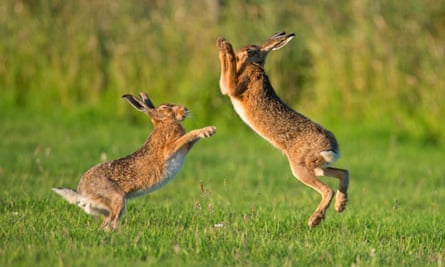 Zające boksujące, w scenie z filmu Wild Isles.