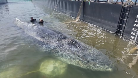 the whale has swam into the barge intended for transport by sea and can now be taken to the open sea.