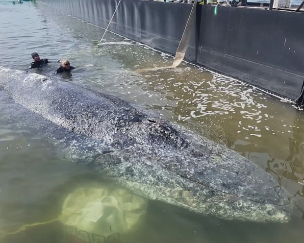 The whale