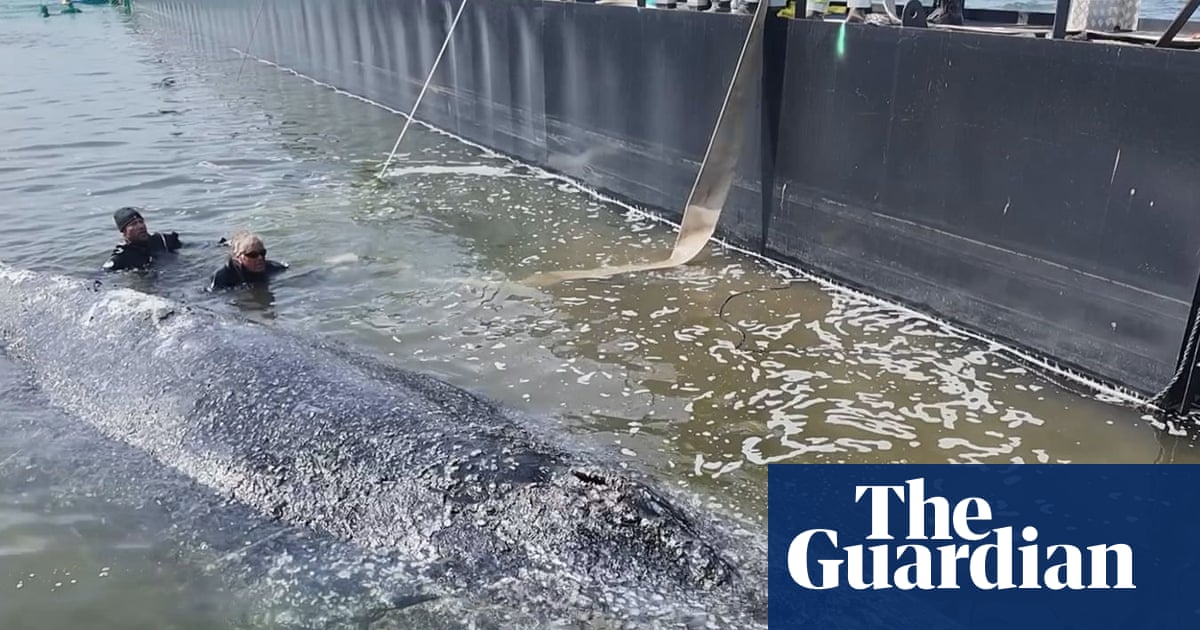 'Timmy' the Whale Done Croaked: Millionaire Stunt Gone Wrong, Fam