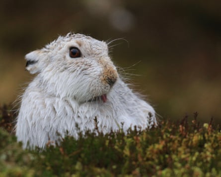 A mountain hare with white fur, very visible on ground without snow cover