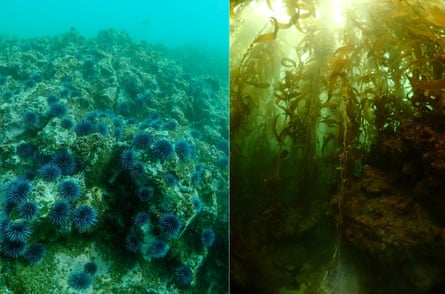 Before urchin mitigation (left), and after (right).
