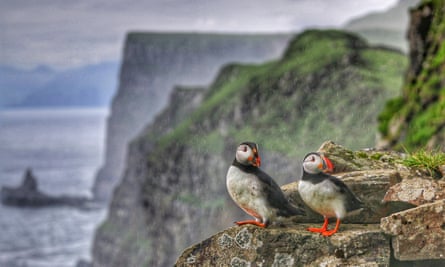 Puffins on Mykines, the most westerly of the Faroe Islands.