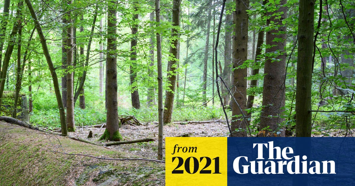 ‘WW2 bomb’ found in Bavarian forest was sex toy, say officials