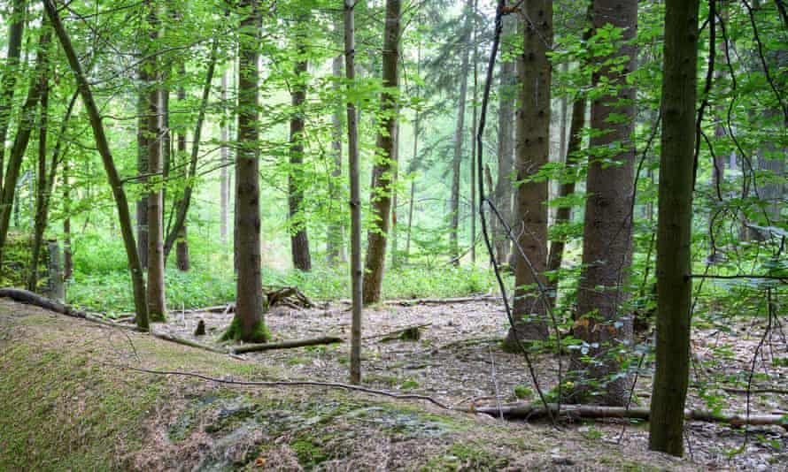 The discovery of forgotten or hidden munitions is still a regular occurrence in Germany more than 75 years after the end of the second world war.