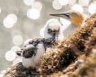 Let local communities be the stewards of their own wildlife | Letter