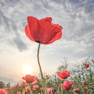 Flowers: Instagram was won by Lone Bjørn of with a shot of poppies