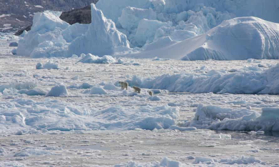 A polar bear family group, consisting of an adult female (left) and two cubs, crosses glacier ice in Southeast Greenland in September 2016.