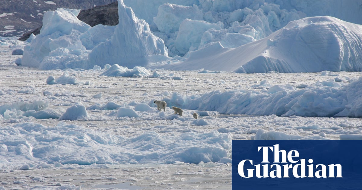 Polar bears found thriving despite lack of sea ice offer hope for species