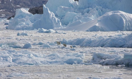 A polar bear family group, consisting of an adult female (left) and two cubs, crossing glacier ice in south-east Greenland in September 2016.