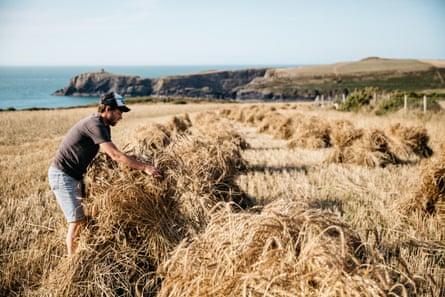Owen Shiers constructs a stook of April bearded wheat in a field near to the sea