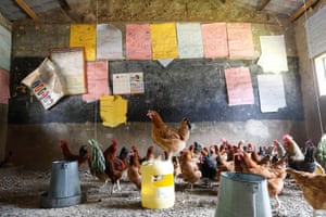 Wang’uru, Kenya. Chickens occupy a classroom converted into a poultry house