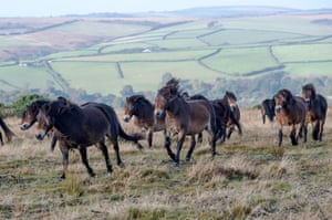 O ajuntamento anual do rebanho Anchor de pôneis Exmoor em Winsford Hill, no parque nacional de Exmoor, Inglaterra