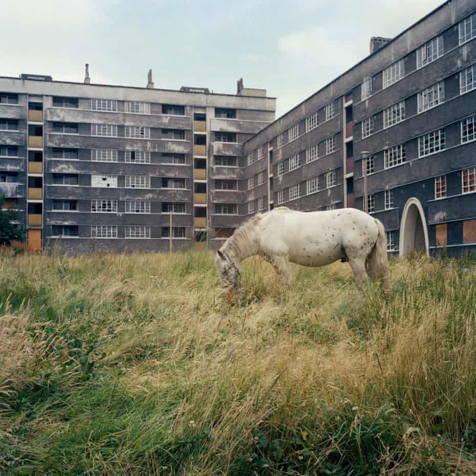 A horse grazes between two derelict concrete blocks of the Quarry Hill flats