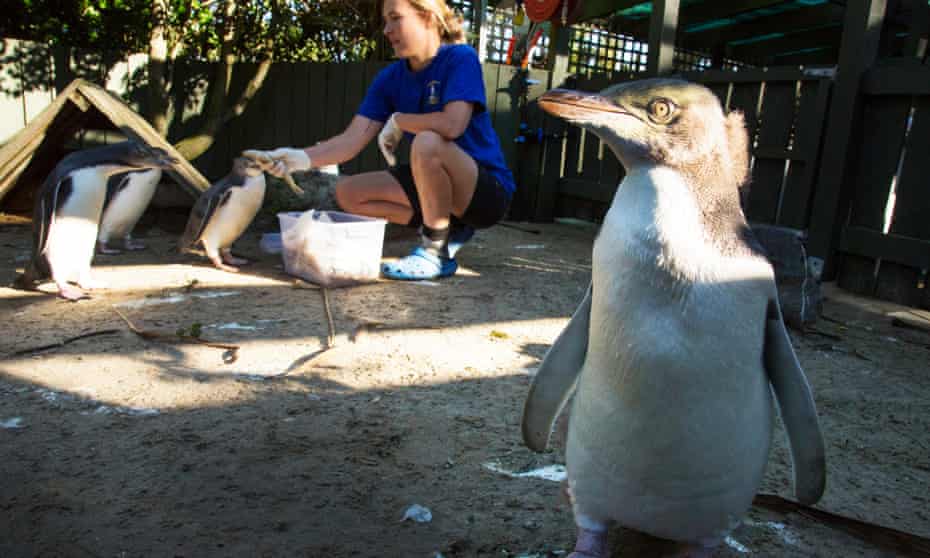 The hoiho penguin’s victory in the New Zealand bird of the year poll has highlighted the threat it faces to its existence.