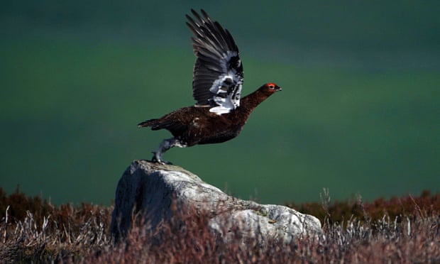 Activists sue ministers over release of game birds for shooting Activists sue ministers over release of game birds for shooting
