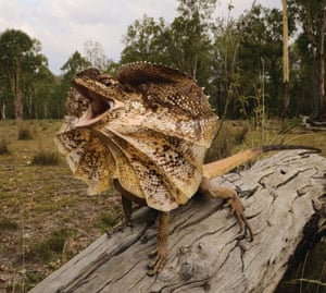 Frilled Lizard. Location: Agnes Water Queensland