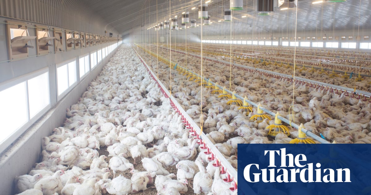 Rise of mega farms: how the US model of intensive farming is invading the  world | Farming | The Guardian