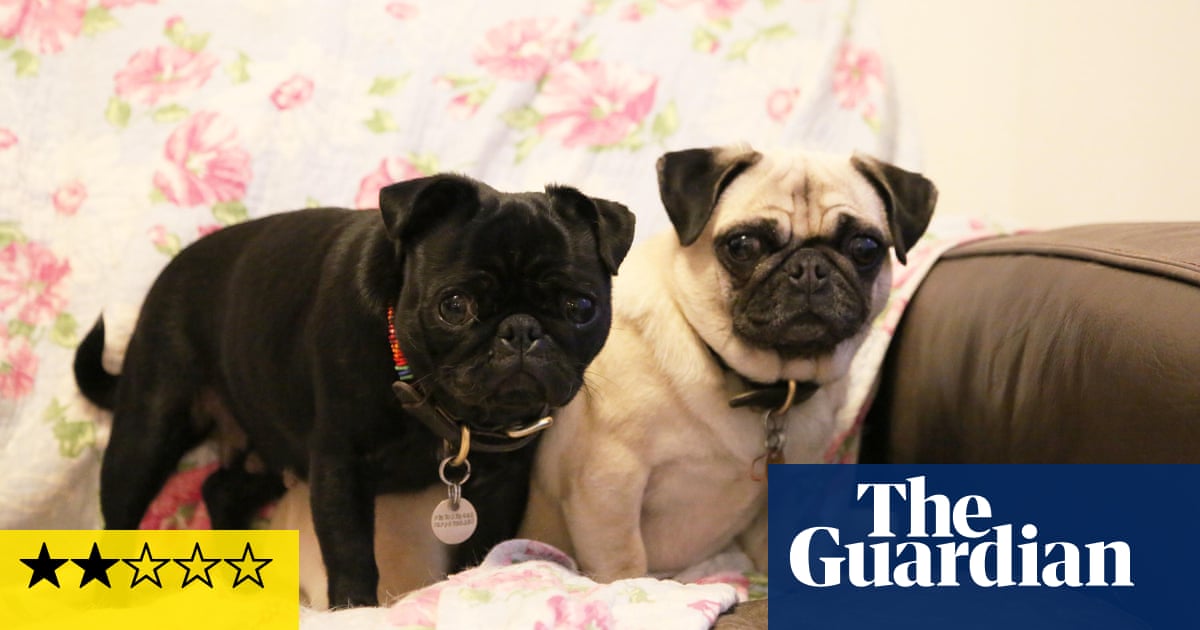My Gay Dog and Other Animals review – this hump-filled hour is a real slog