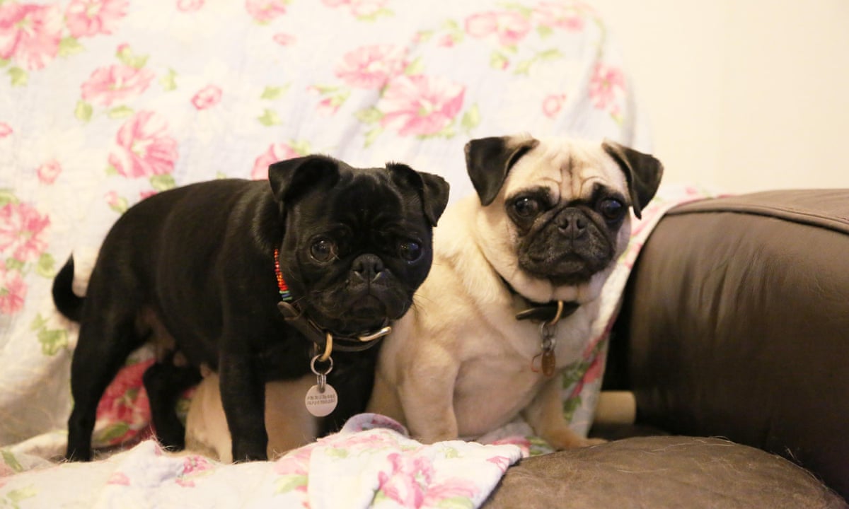 My Gay Dog And Other Animals Review This Hump Filled Hour Is A Real Slog Television The Guardian My Gay Dog And Other Animals Review This Hump Filled Hour Is A Real Slog Television The Guardian