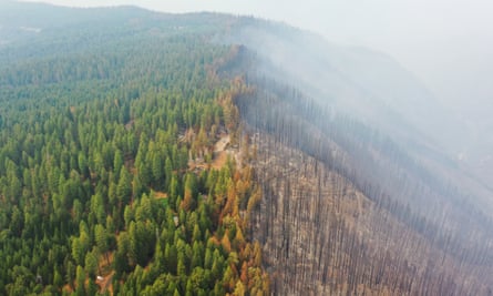 An aerial view of burned trees during the Mosquito Fire in California in September 2022.