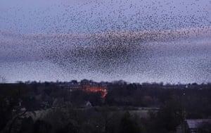 Um murmúrio de estorninhos enche o céu sobre o Museu Bowes em Barnard Castle, County Durham, Reino Unido