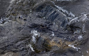 An alligator pokes above the water line as it swims in the Everglades in Miami, Florida, US. Alligator hunters who are preparing for the upcoming season, which begins in August and runs until 1 November, will be able to hunt 24 hours a day after the Florida Fish and Wildlife Conservation Commission approved the extension of daily gator hunting hours