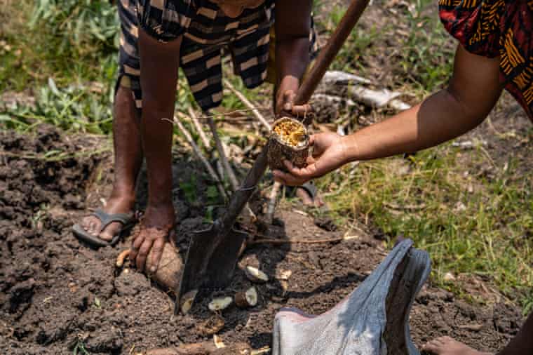 Hands hold a rotten, dug-up cassava root over soil near a shovel
