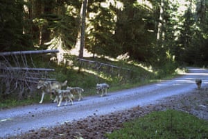 A wolf pack seen during the 2019 annual wolf count/survey at Umpqua national forest, Oregon