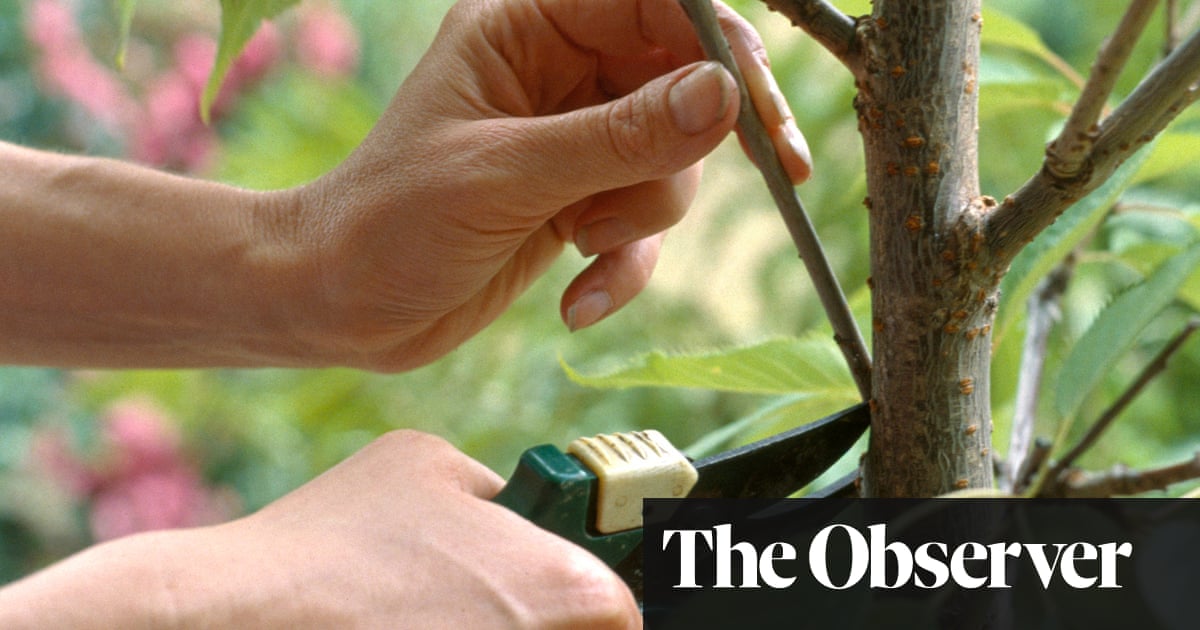 Kindest cuts: easy pruning | James Wong | Life and style | The Guardian