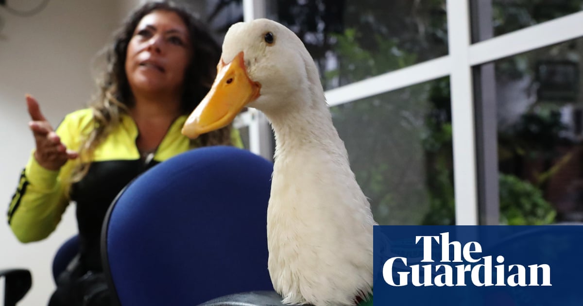 Duck off: World Cup hero Merlín barred from Mexico game due to Fifa’s animal ban