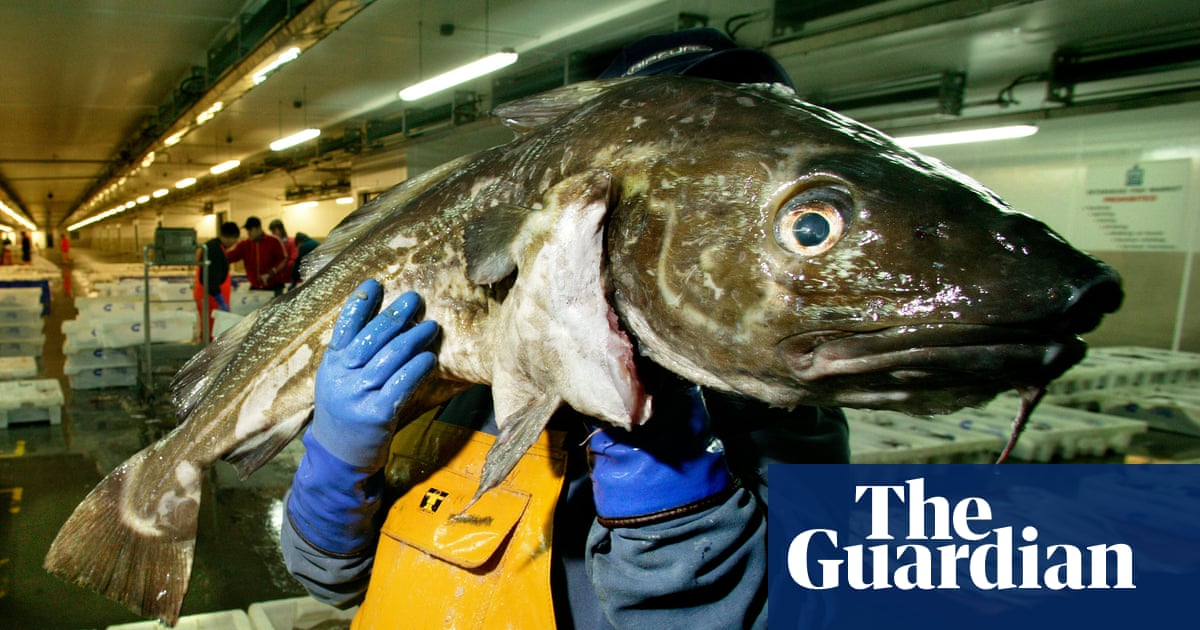 Consumers urged to ‘completely avoid’ UK-caught cod as population plunges