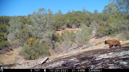 A black bear walks through chaparral and oak woodlands, where it can find food sources like Manzanita berries and acorns.